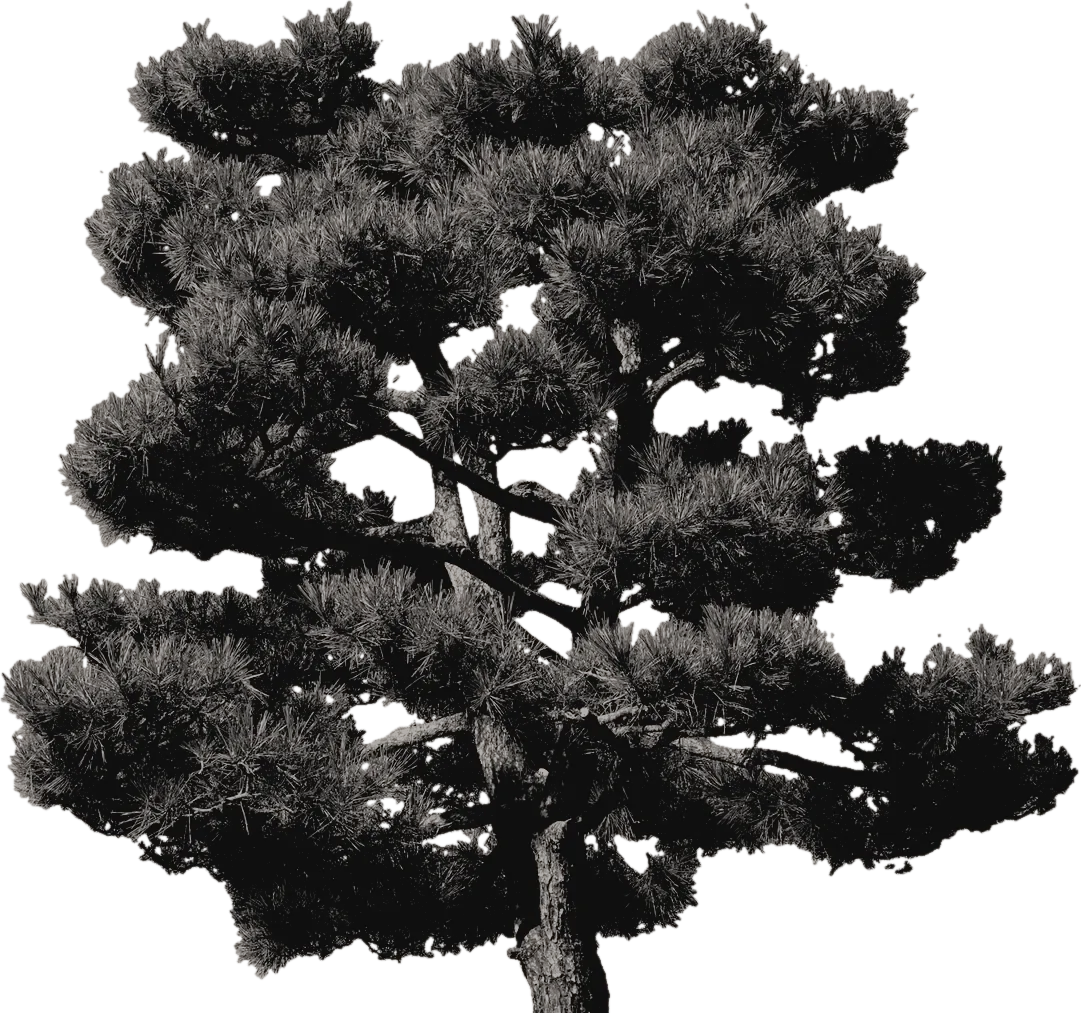 An ink drawing of a pine tree
